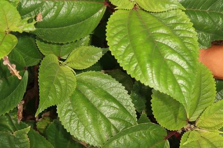 West Maui Herbal Tea and Tropical Fruit Tasting Tour