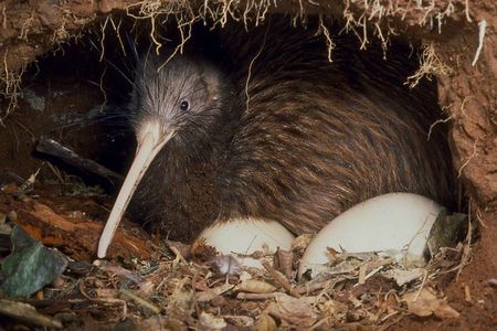 Kiwi Night Encounter at Nga Manu Nature Reserve