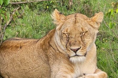 Nairobi National Park Safari (Half-Day) – Lions & Hotel Pickup