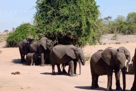 Chobe Day Trip