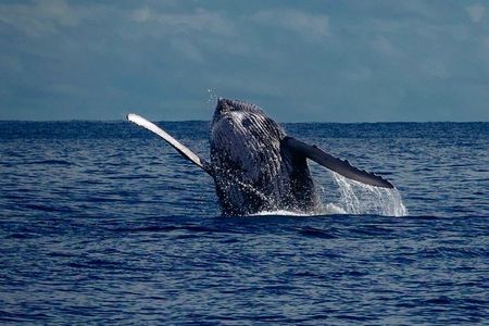 Live whale watching in Las Perlas