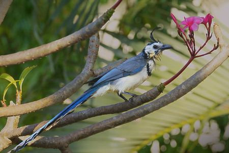 Bird watching in Ixtapa