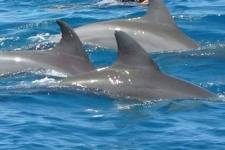 Dolphin tour,Jozani forest,kuza cave,Paje Beach & Rock restaurant