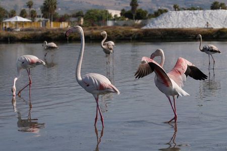 Birdwatching at Saline Maria Stella in Trapani