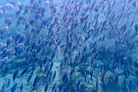 Fort Lauderdale: Combo Deal Snorkel Reefs, Kayak/SUP Mangroves