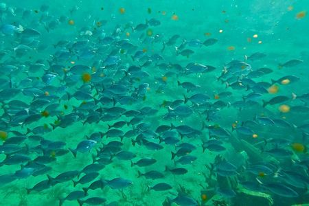 Ft Lauderdale Snorkel Reefs, Kayak/SUP Mangroves, Snacks & Drinks