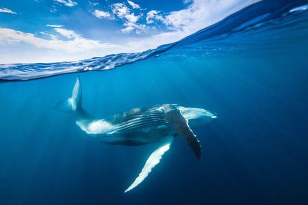 Small Group Whale Watching and Swim Experience in Moorea