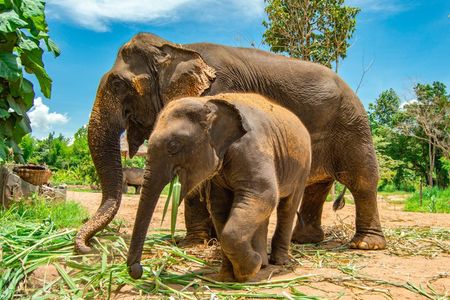 Private Taj Mahal Tour with Elephant Conservation & Care Centre