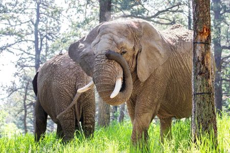 Taj Mahal Sunrise Tour with Elephant Conservation From Delhi