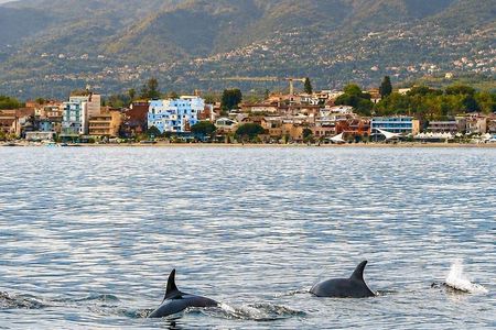 2.5 Hours Sunset Boat Tour in Search of Dolphins