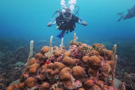Discover Scuba Diving with Paraiso Dive