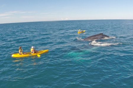 Noosa: Epic Whale Watching On Ocean Kayaks & Beach 4X4 Tour