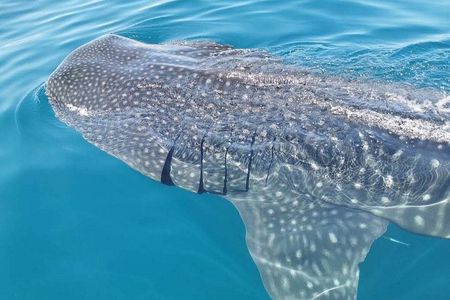 Holbox : swimming tour with whale sharks and snorkel