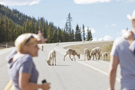 Banff Sunset Wildlife Tour: Spot Bears, Elk & Bighorn