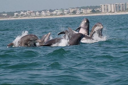 Blue Wave Adventures TursiOps Dolphin Watch Cruise Murrells Inlet