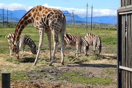 Cape Town Giraffe & Cheetah Encounter and Wine Testing.