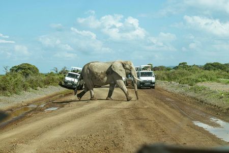 Overnight Amboseli Safari with Free Maasai Village Tour