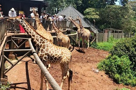 Giraffe Center, Maasai Market and Kobe Beads Center Private Tour