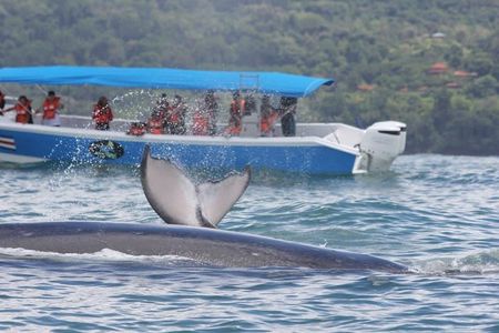 Whale Watching & Dolphin Tour – Uvita, Costa Rica