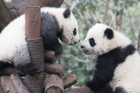 Chengdu Panda Breeding Base Ticket w/ Optional Transfer or Guide