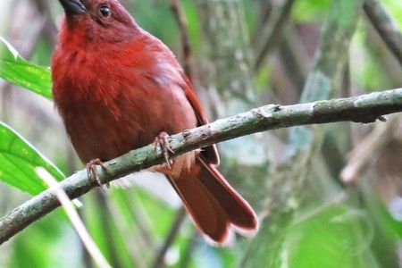 Birdwatching, wildlife and nature in the panama city rainforest