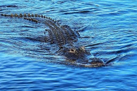 Everglades Tour from Miami