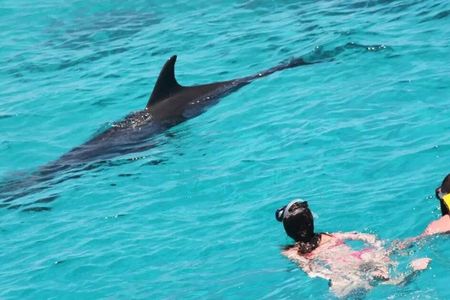 Yacht Trip and Swim with Dolphins