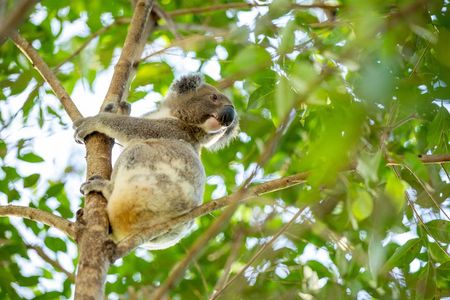 Kangaroos and Mountain Views Day Tour from Gold Coast