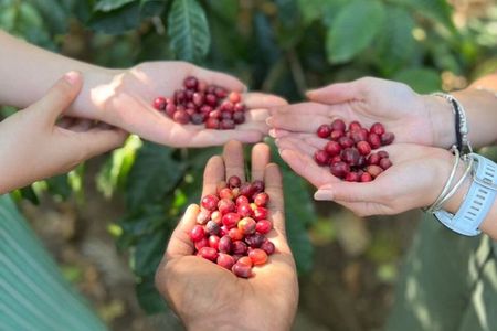 Best & Top of Arusha; Coffee Tour and Waterfall Hike.
