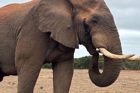 Full Day Safari Amakhala Game Reserve and Addo Elephant Park