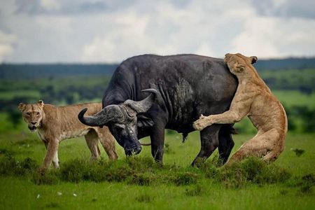 3 Days Serengeti and Ngorongoro Safari Tour
