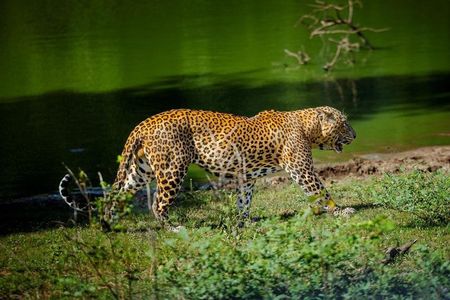 Yala Safari Private Tour From Ahungalla