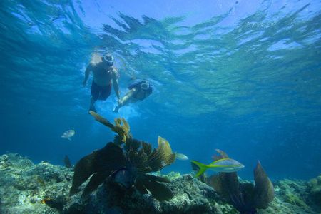 Key West Reef Snorkel – Morning Mimosas or Afternoon Margaritas