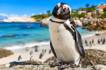 Cape Peninsula Private Tour: Table Mountain, Cape Point, Penguins