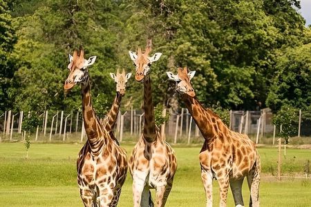 Private Giraffe Centre Experience in Nairobi