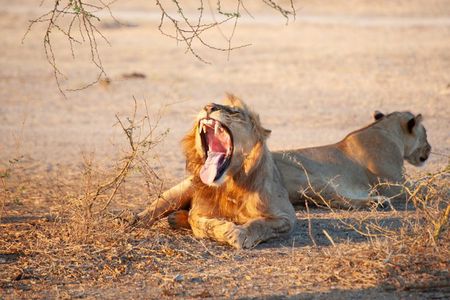 3-Day Selous Safari Discover Nyerere National Park