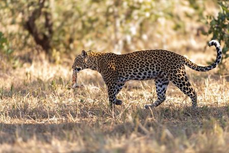 4 Days Selous Game Reserve Wildlife Encounter Safari