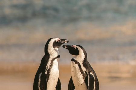Cape of Good Hope and Boulders Beach Penguins