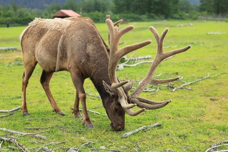 Anchorage to Whittier Cruise Transfer Tour with Port Drop-Off