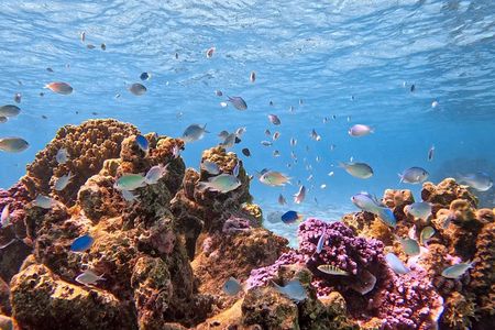 Boat tour + snorkeling in a preserved lagoon - Mobydick Tahiti