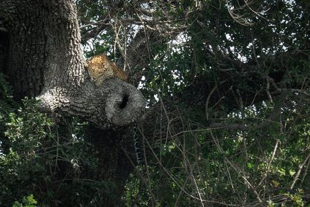 Private Wildlife Safari in Yala National Park Half Day Tour