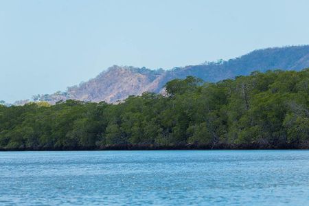 Tamarindo Estuary Tour Wildlife Adventure in Guanacaste