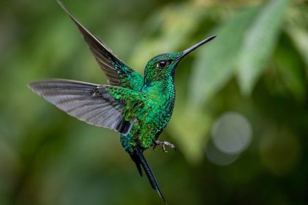 Mindo Cloud Forest Private Tour: Chocolate, Coffee, Birds, Nature