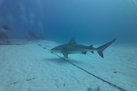Shark Dive - Playa del Carmen Dive Machine