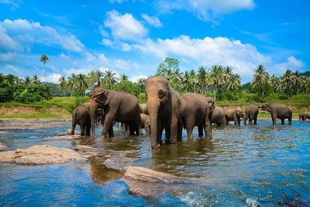 Kandy Day Tour from Colombo