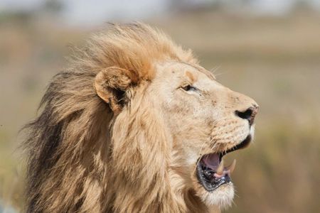 Wine Tasting, Lion Park and Giraffe House Tour