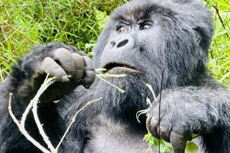 3 Day Uganda Gorilla and Golden Monkey Trekking Adventure