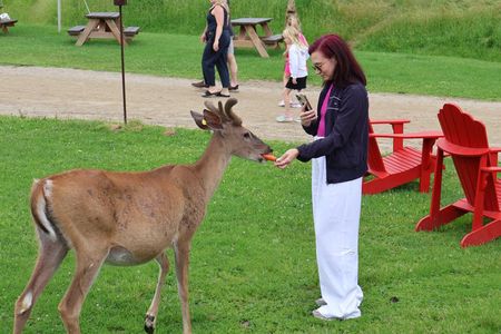 Montreal: Omega Park Canadian Wildlife Safari Adventure