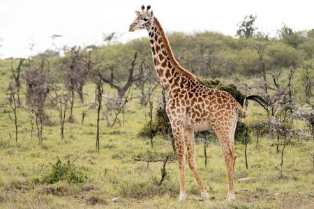 Mikumi National Park: Full-Day Safari (SGR transfer to Morogoro)