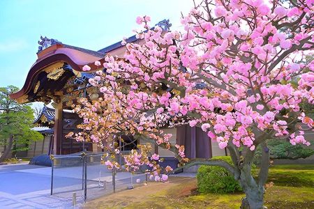 Nijo Castle Samurai Inside Story — Top-Rated Guide (Max 8)